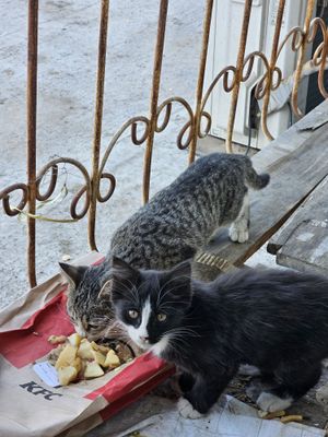 Отдам в Добрые Руки