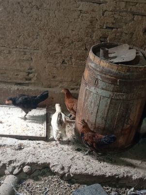 Продам японских курей домашние