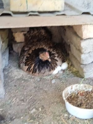 Брама жужалари ва Кора Шахзода