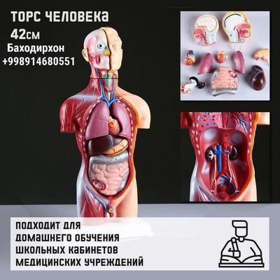 Торс человека, муляж скелета
