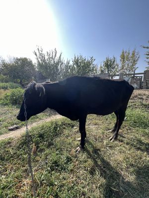 sigir rangi qora qornida 5 oylik bolasi bor qornidagi bolasi 4-tug’ish