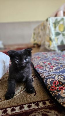 Qora mushuklar sotiladi