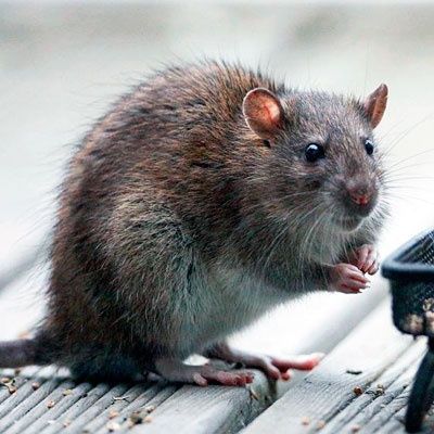Kalamush Sichqon dezinfeksiya