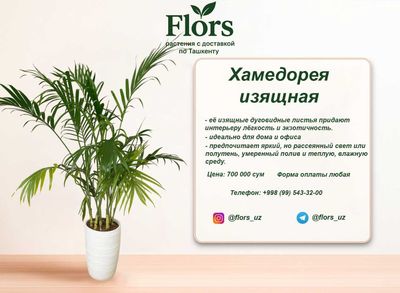 Цветы для дома и офиса - растение - Хамедорея изящная