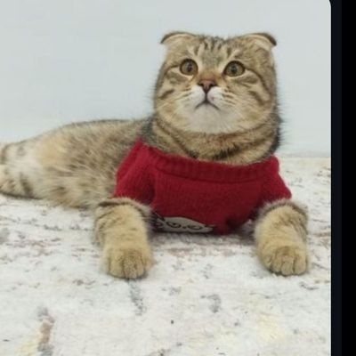 Misha laqabli muchukvoy sotilodi 1 yosh