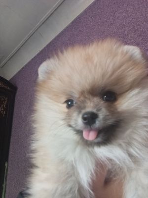 Померанский шпиц щенок