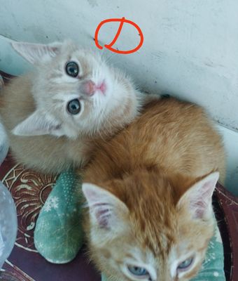 отдам котят