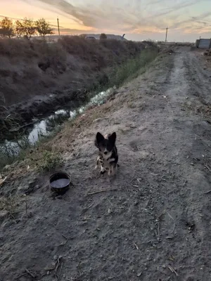 Собака срочно продается