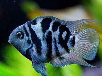 Akvarium baliqlari