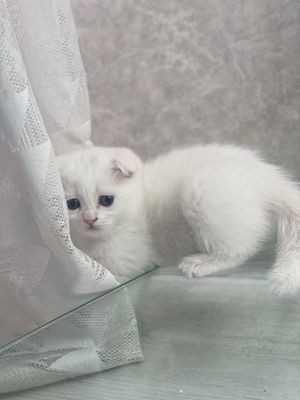 Продаются котята Scottish Fold и Scottish Straight!