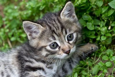 Продаються котята очень красивые, и игривые. Есть доставка, платная.