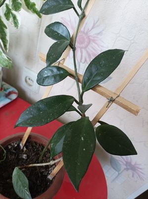 Хойя восковой плющ комнатный цветок