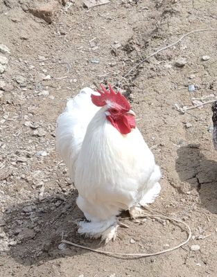 Ху́роз КОХ, ШЁЛК соґлом сотилади