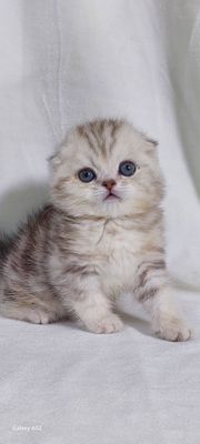 Продаётся котята разных пород фолды и мачкины очень игривые