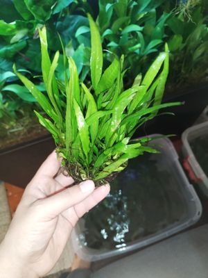 akvariumni rastenie