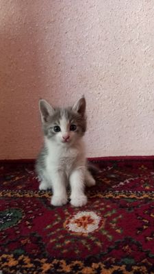 Продаются хорошие котята