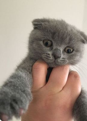 Продаётся вислоухой фолд котенок