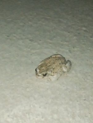 Qurbaqa sotiladi narxi 50ming