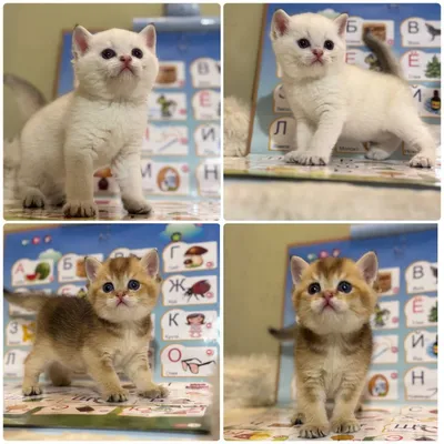 Продаются котята, британские!