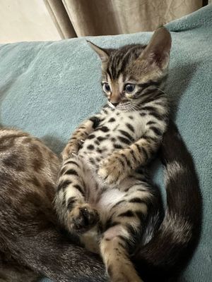 Бенгальские котята
