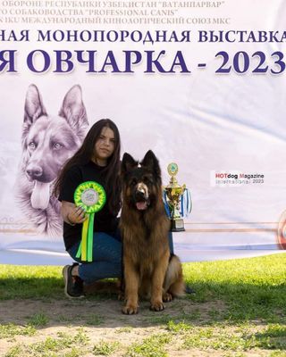 Кинолог-Дрессировка собак