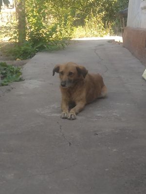 Kuchuk qolga orgatilgan