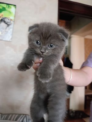 Очаровательные шотландские вислоухие котята ищут дом!