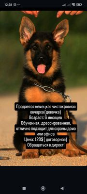немецкая овчарка