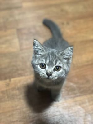 Kichik Mushukcha