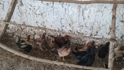 Хонки хамаси приривка киган