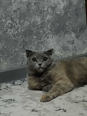 Продаю кошку девочку вислоухую.