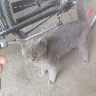 Mushuk zoti Biratan  sogʻlom aqlli