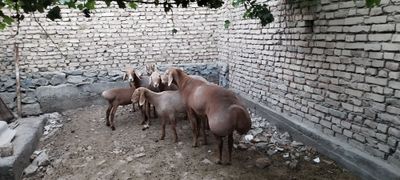 Арашан кучкорлар