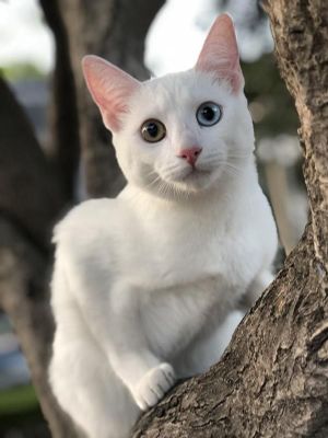 Кошка Као Мани, бриллиант среди кошек!!!
