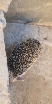 tipratikon
