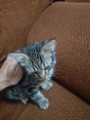 zotli mushuk Turetskiy Angora