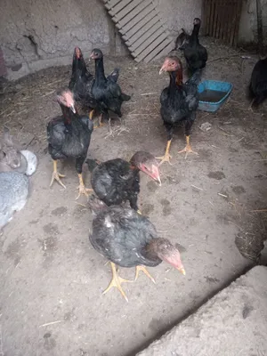 Dakan xoʻrozlar sotiladi