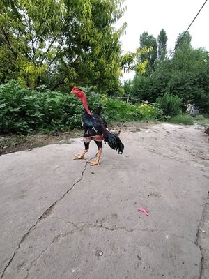 Мадакаскар хороз сотилади 130$