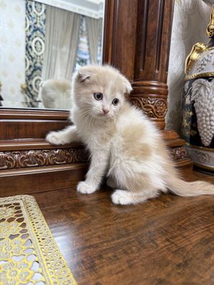 Скотиш фолд в продаже