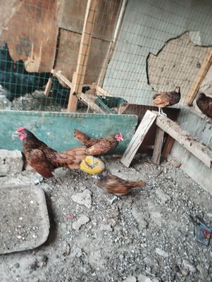 Золотой сбрайт хурозлари сотувда 4дона