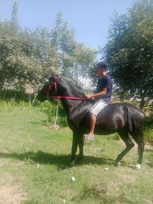 Ot laqabi qorbayir