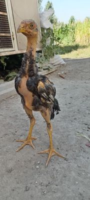 Dakan jojalar sotilad