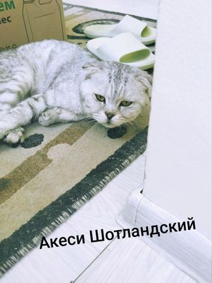 Породный пышыклар сатылады