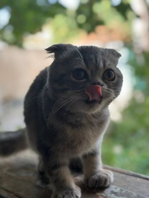 Шотландские вислоухие