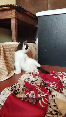 Продается котята два мальчика