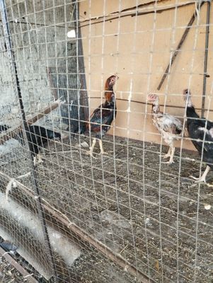 Куланги хуроз ва товуклар сотилади