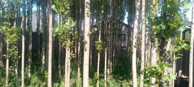 3 сотых участка сотилади.