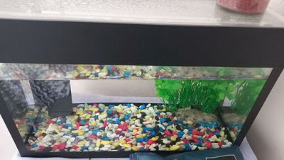 Akvarium 10 litrli