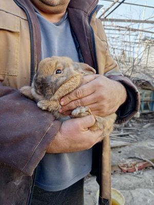 Декоративный кроолик