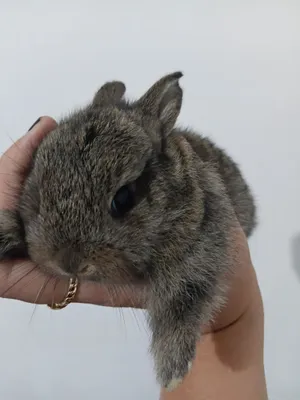 Quyon bollari sotiladi